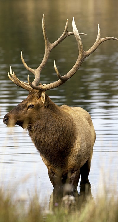 Elk image of an elk in water