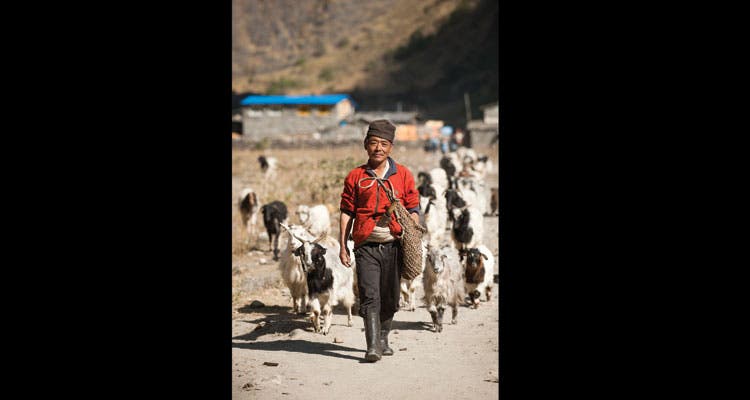 Goatherder A goatherder guides his flock near Jagat. (Alex Treadway)