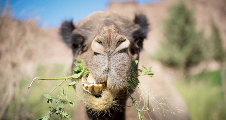 Jordan camel chewing plants by Will Rochfort