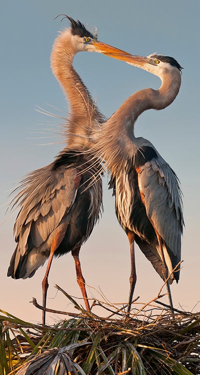 Kissing herons image of herons kissing