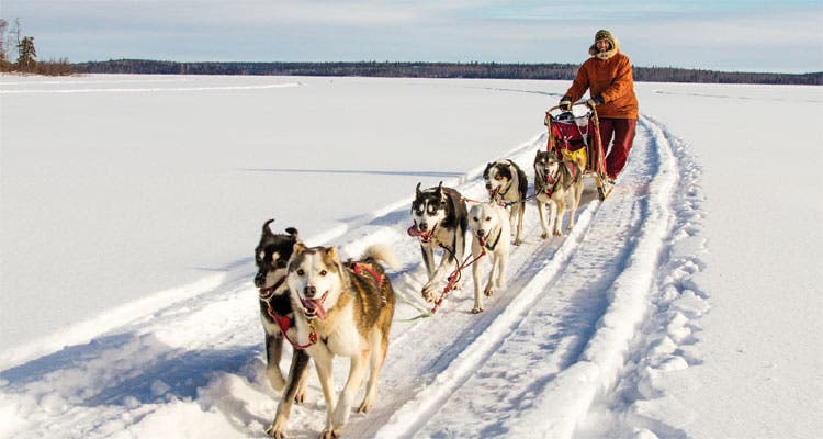 Mush! Dog sled team photo by Eric Lindberg