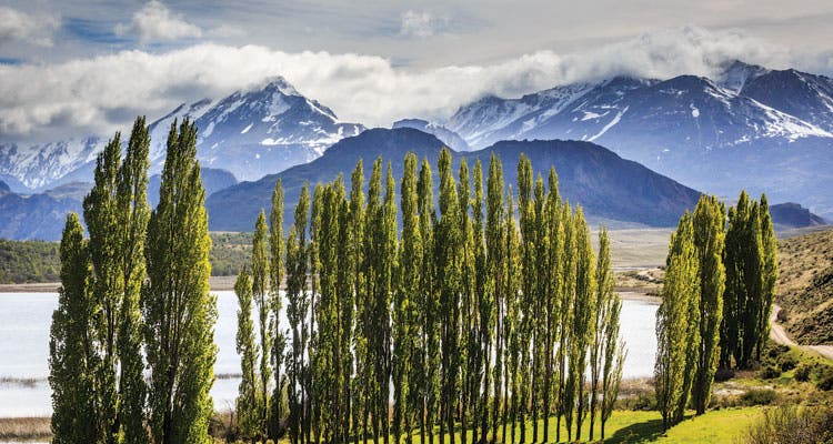 Swan Lake A stand of Lombardy poplars fringes the edge of Lago Cisnes (Swan Lake) near park HQ. (Photo by Linde Waidhofer)