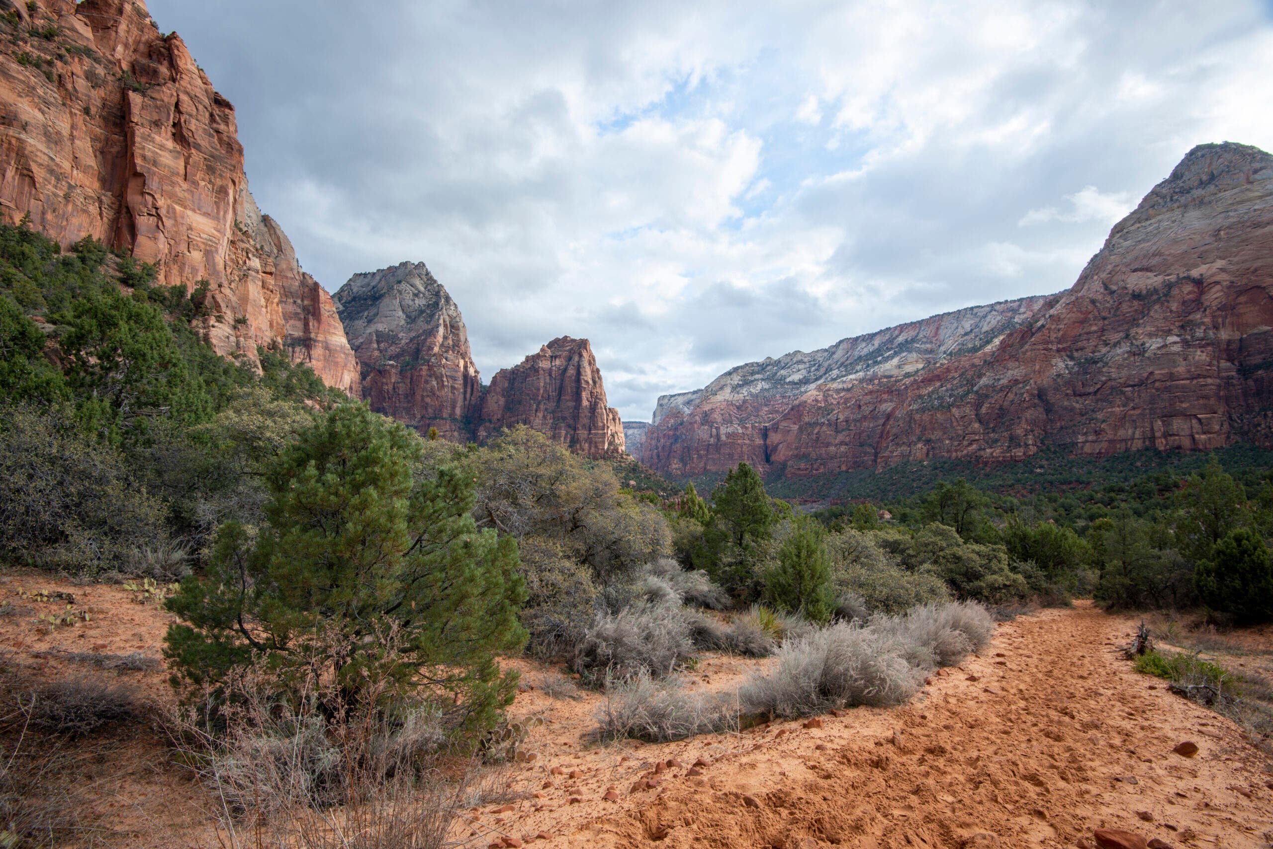 red and white cliffs and canyons in the background, with sandy red dirt and some desert shrubs in the foreground