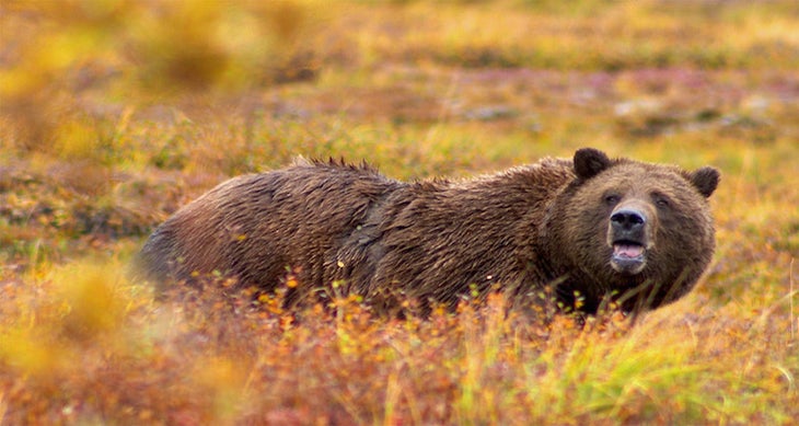 Attempt to take bear spray on a plane. 10 Things You Should Never Do