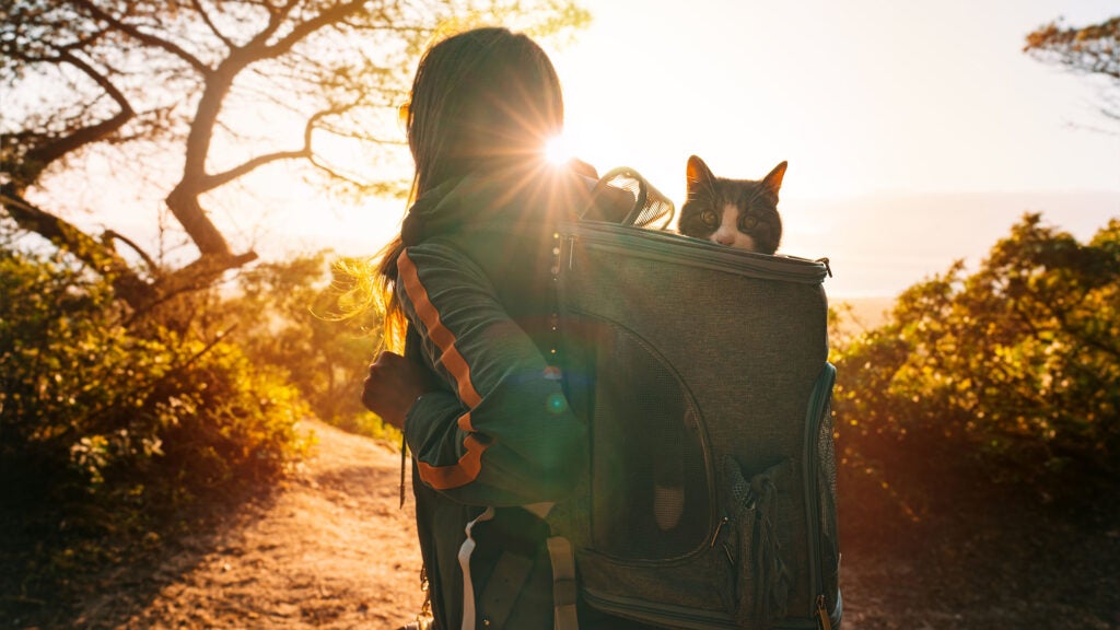 How to Go Hiking With Your Cat