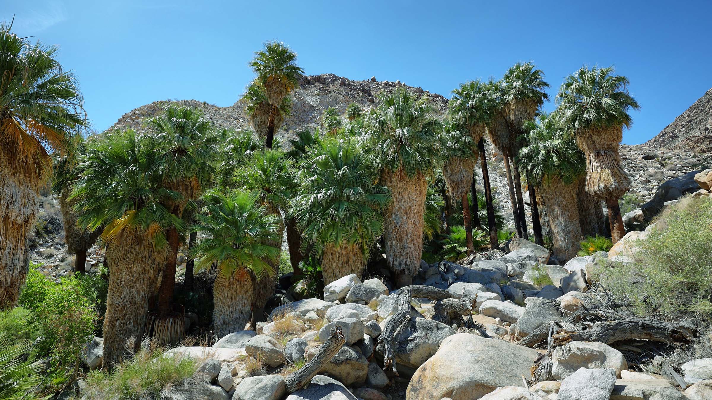 fortynine palms