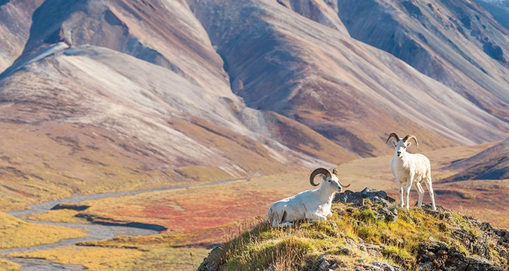 Go deep in Denali 2015 Bucket List - Denali