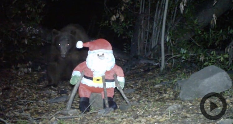 "bear knocks out santa"