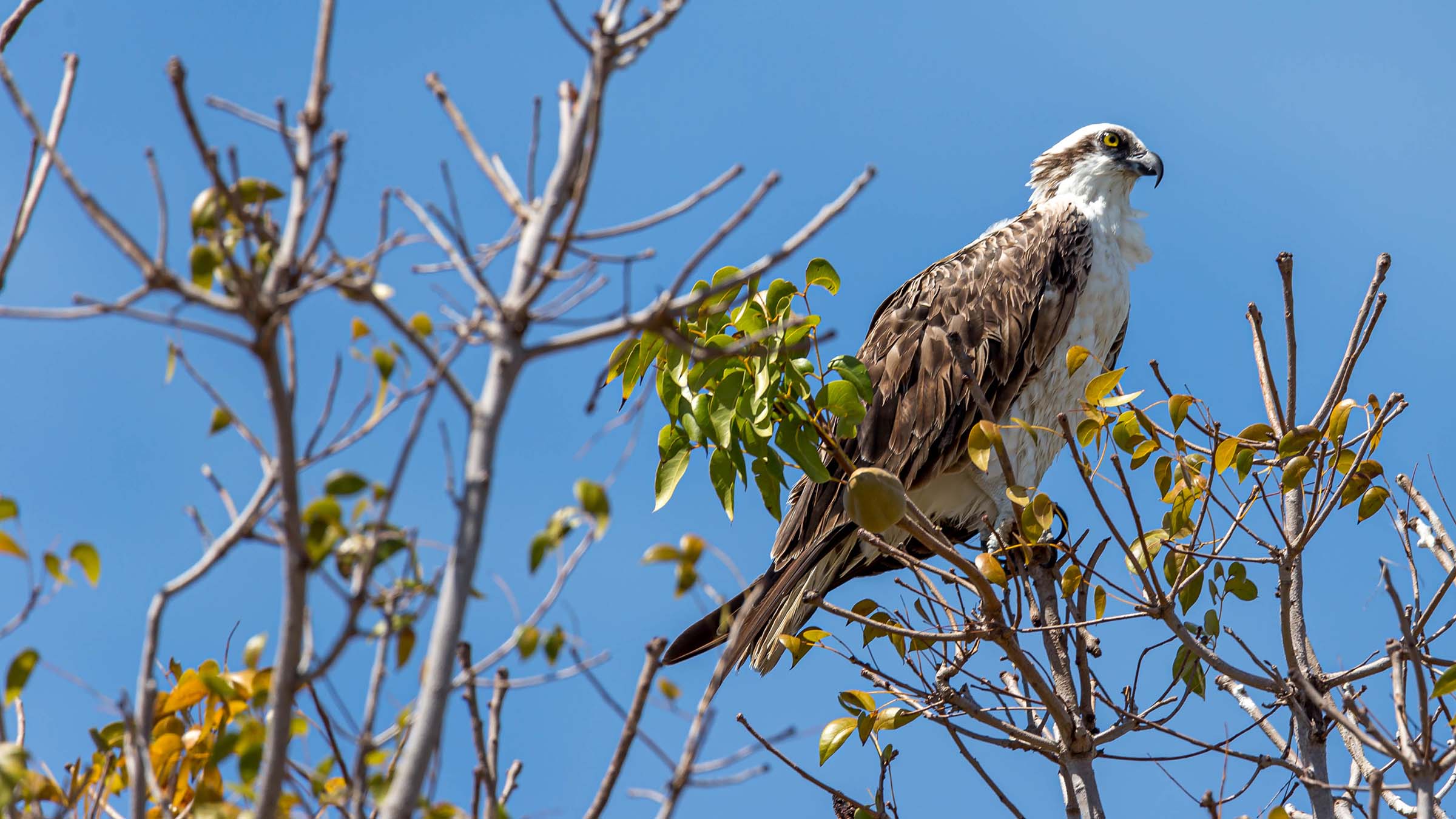 Osprey in the Everglades