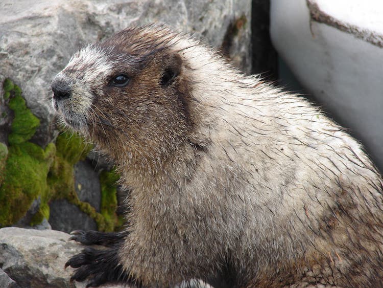 Trust a marmot. 10 Things You Should Never Do