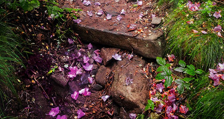 Walk through a rhododendron tunnel. 2015 Bucket List - Rhododendron petals on the Grassy Ridge Trail, North Carolina-Tennessee border. (Photo by Sharon Canter)