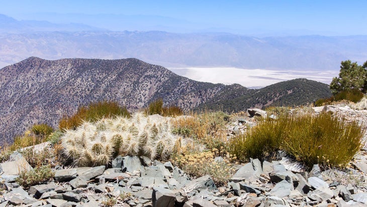 wildrose peak
