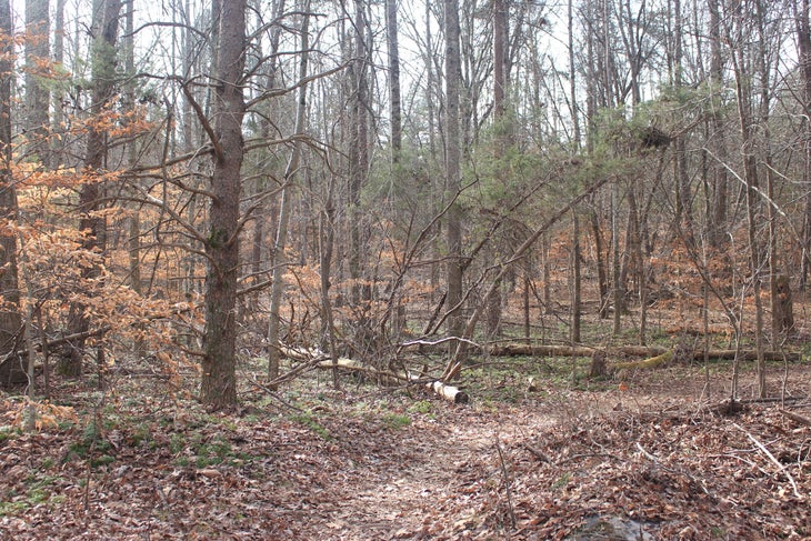 Dragonfly Pond Trail Dragonfly Pond Trail