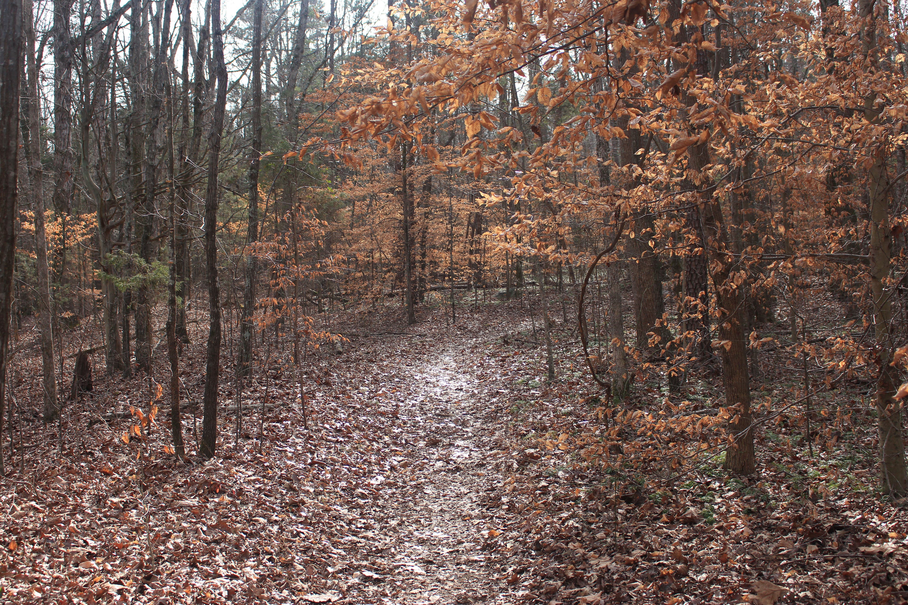 Dragonfly Pond Trail Dragonfly Pond Trail