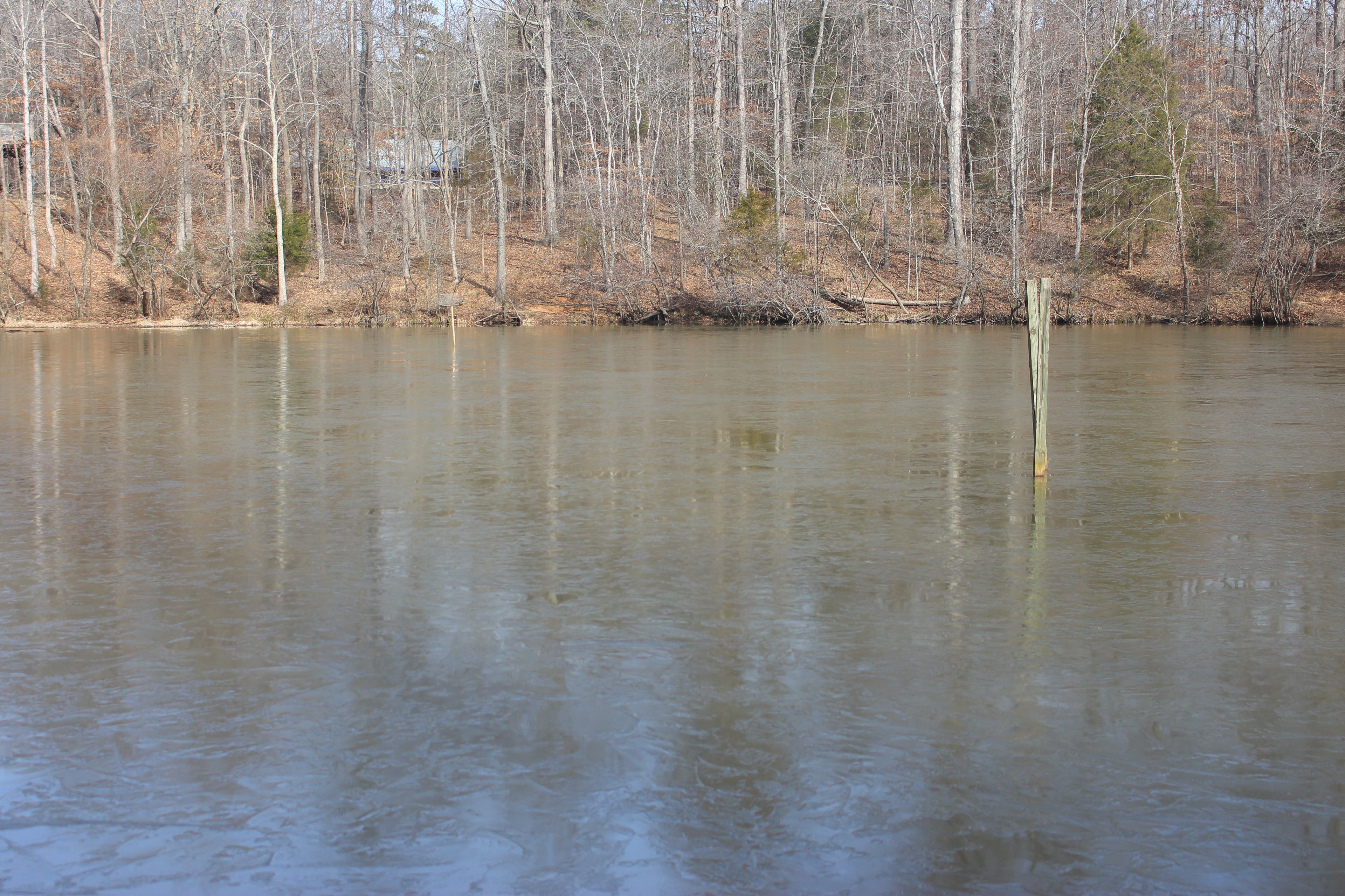 Dragonfly Pond Dragonfly Pond
