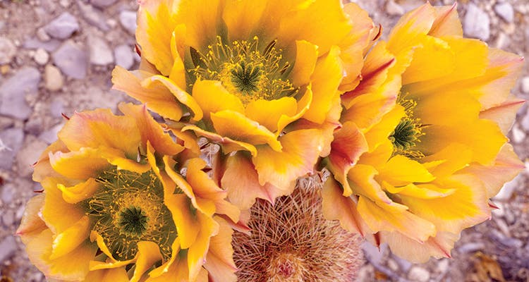 Hiking Big Bend: Cactus flower