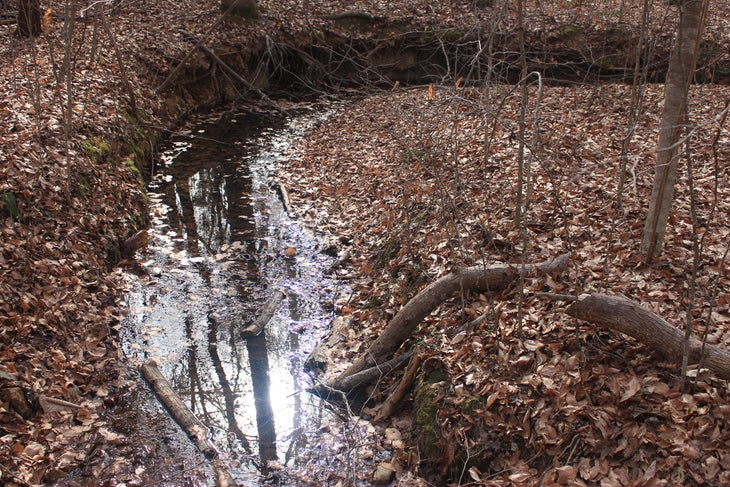 Reedy Creek Reedy Creek