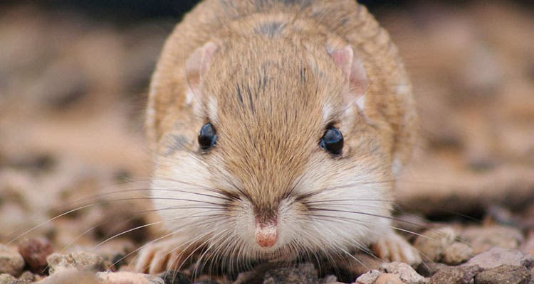 #7. Leaving food in your pack Gear fail: Leaving food in your pack makes it vulnerable to kangaroo rats
