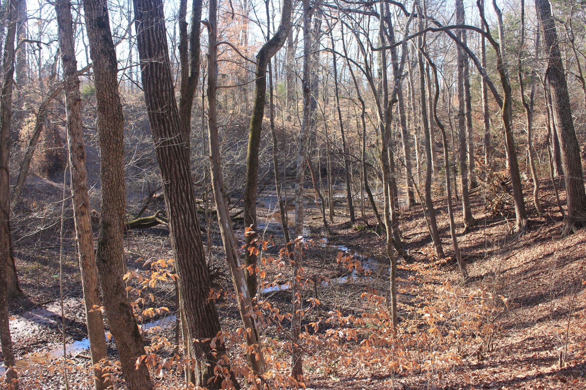 The looking glass None