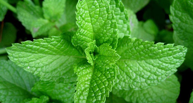 Staying Fresh in the Wilderness: Keep your mouth clean.