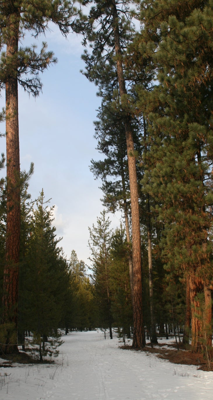 A ponderosa grove A ponderosa grove