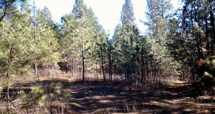 Fork in the trail Fork in the trail