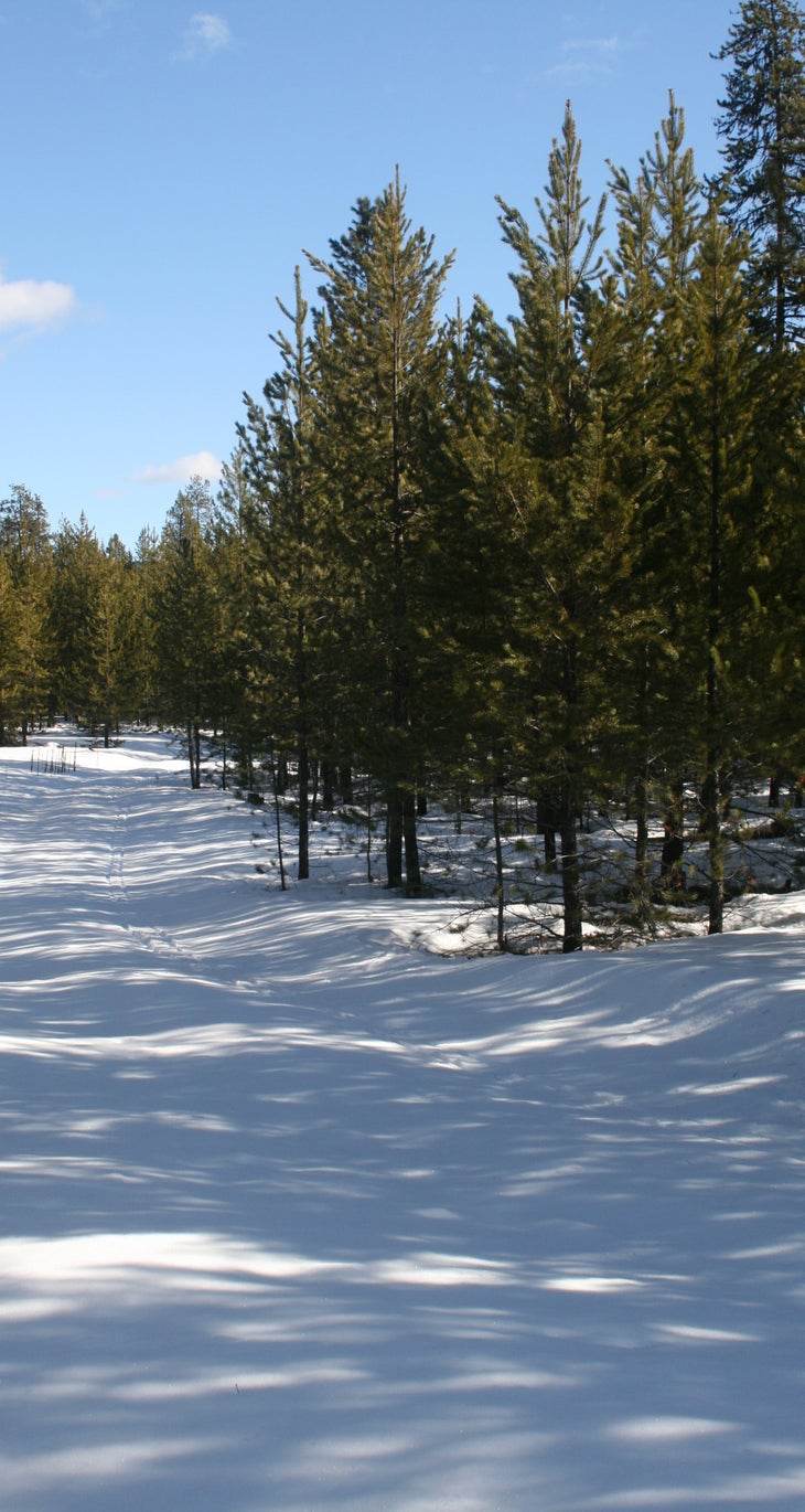 More ski tracks More ski tracks