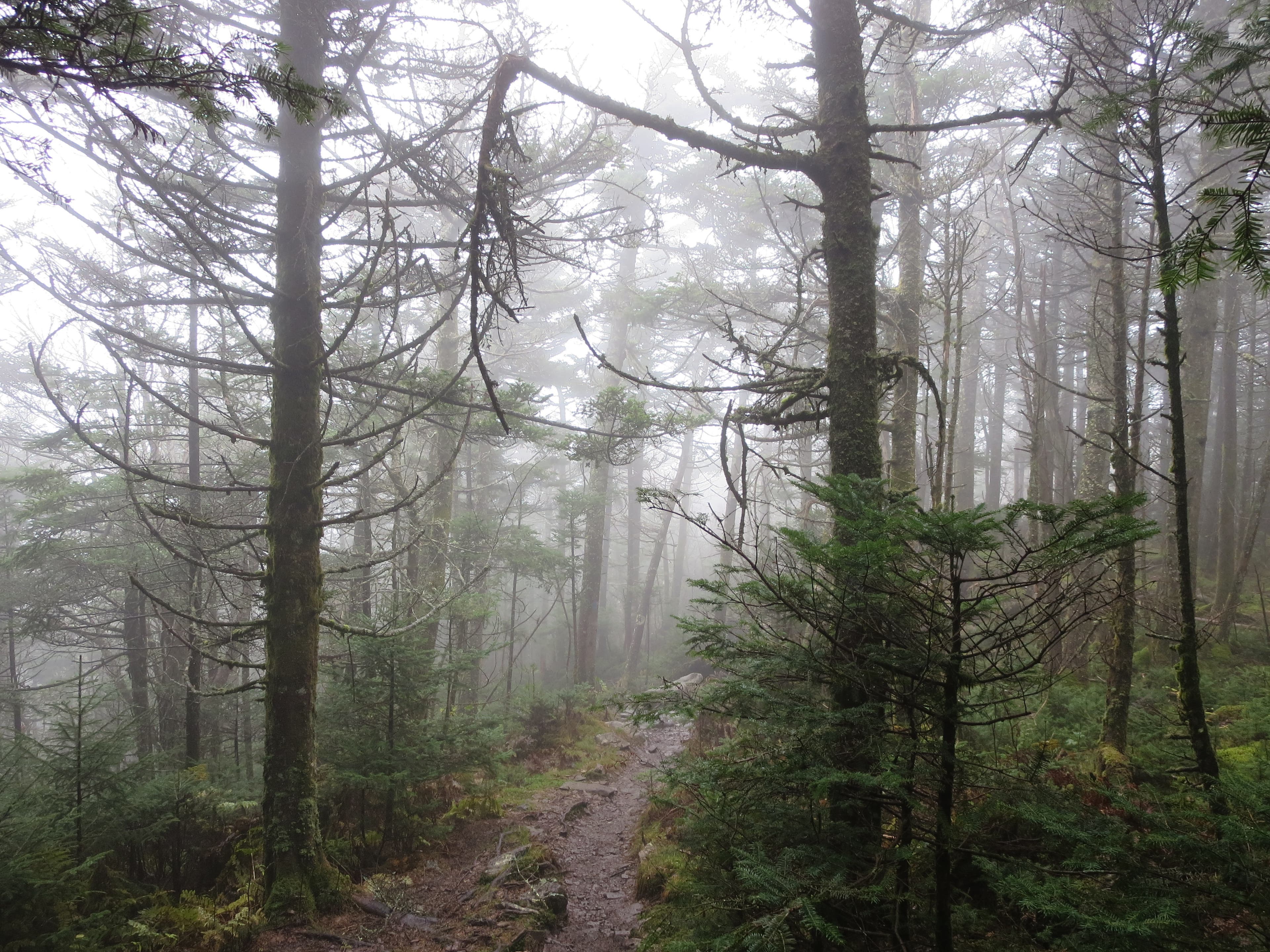 Mount Rogers via Massie Gap [Photo by Matt Mills]