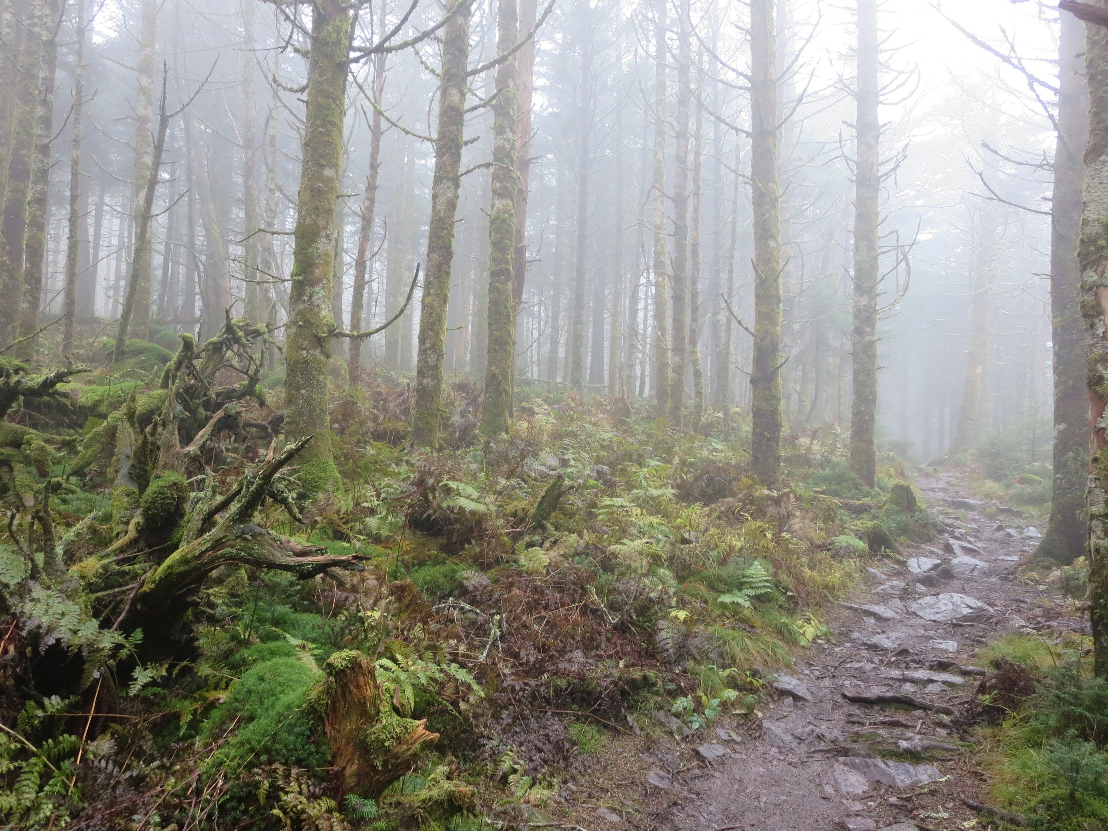 Mount Rogers via Massie Gap [Photo by Matt Mills]