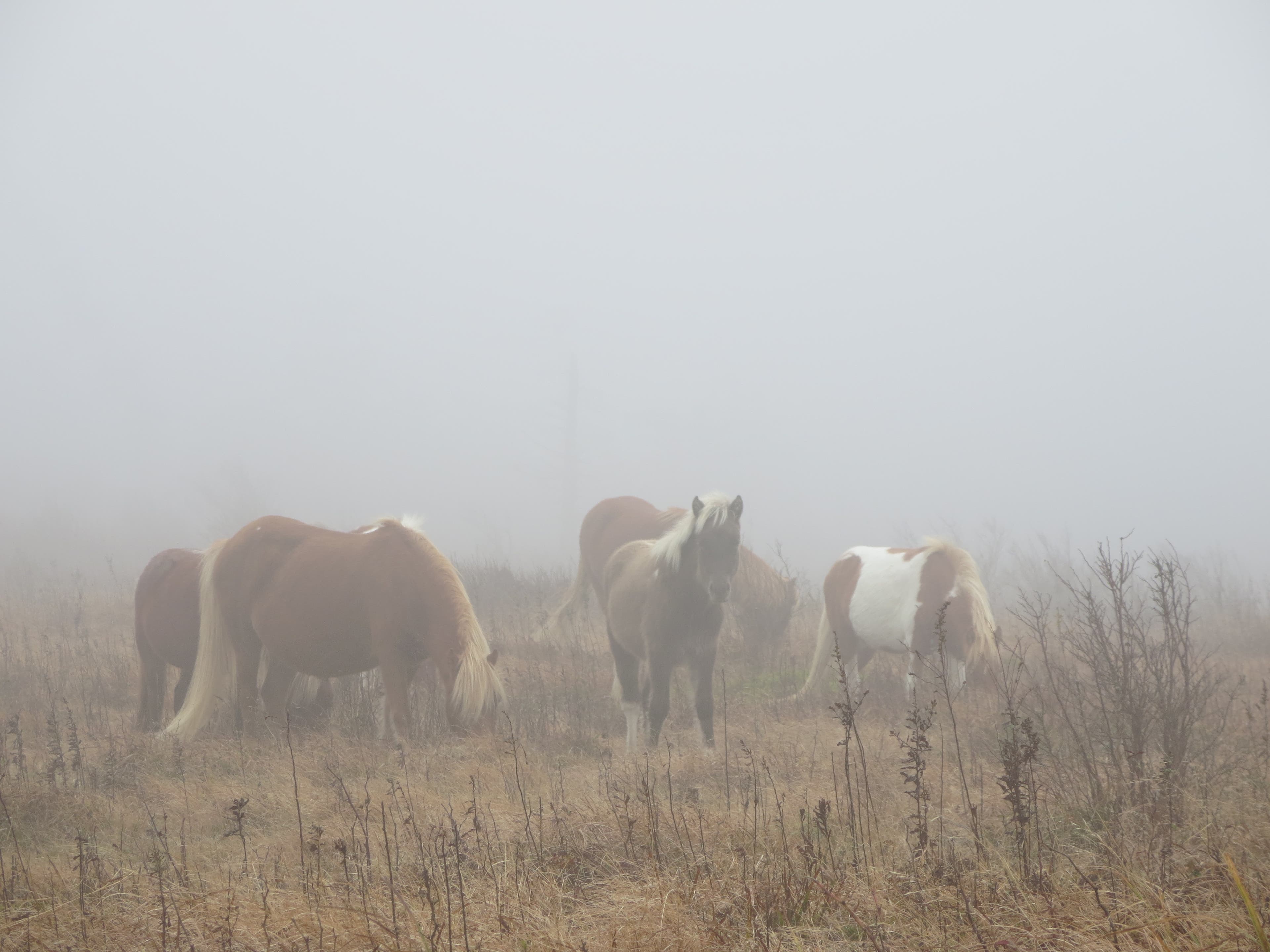 Mount Rogers via Massie Gap [Photo by Matt Mills]