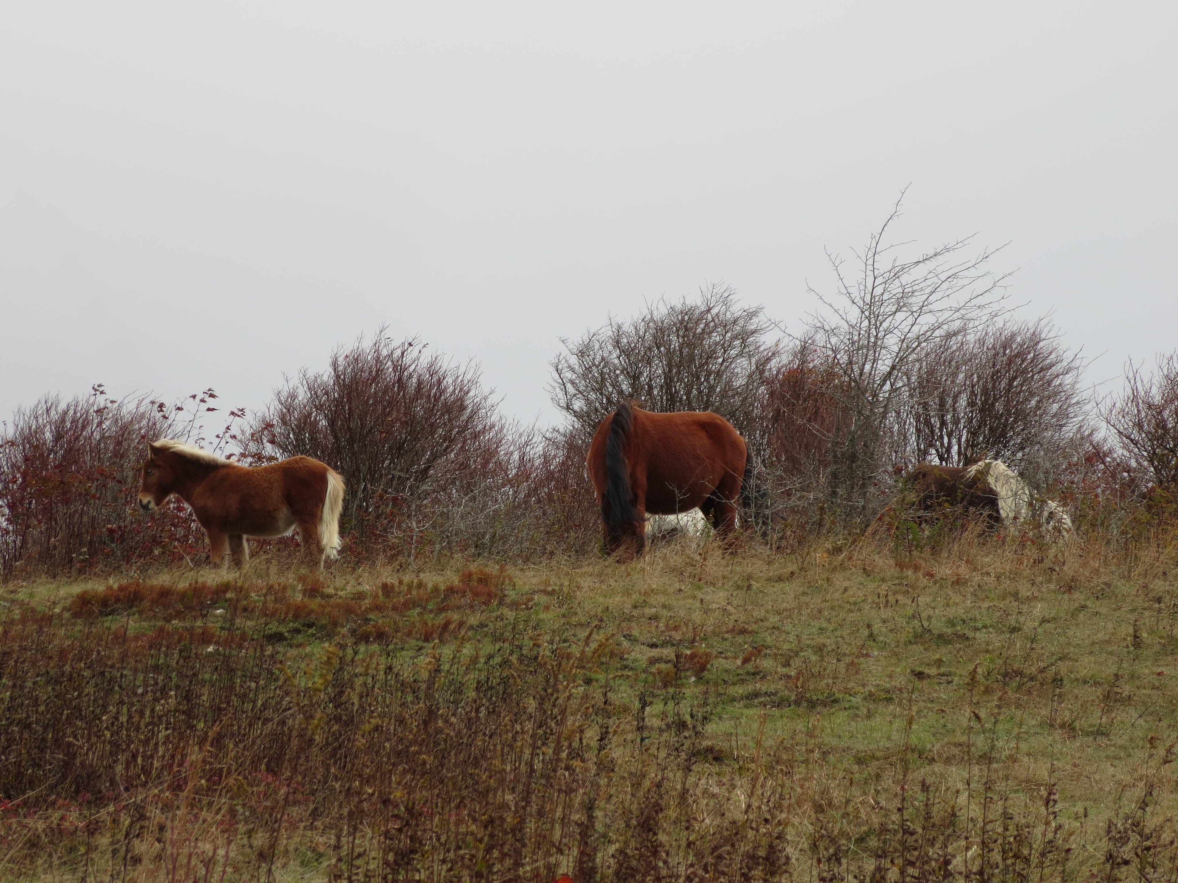 Mount Rogers via Massie Gap [Photo by Matt Mills]