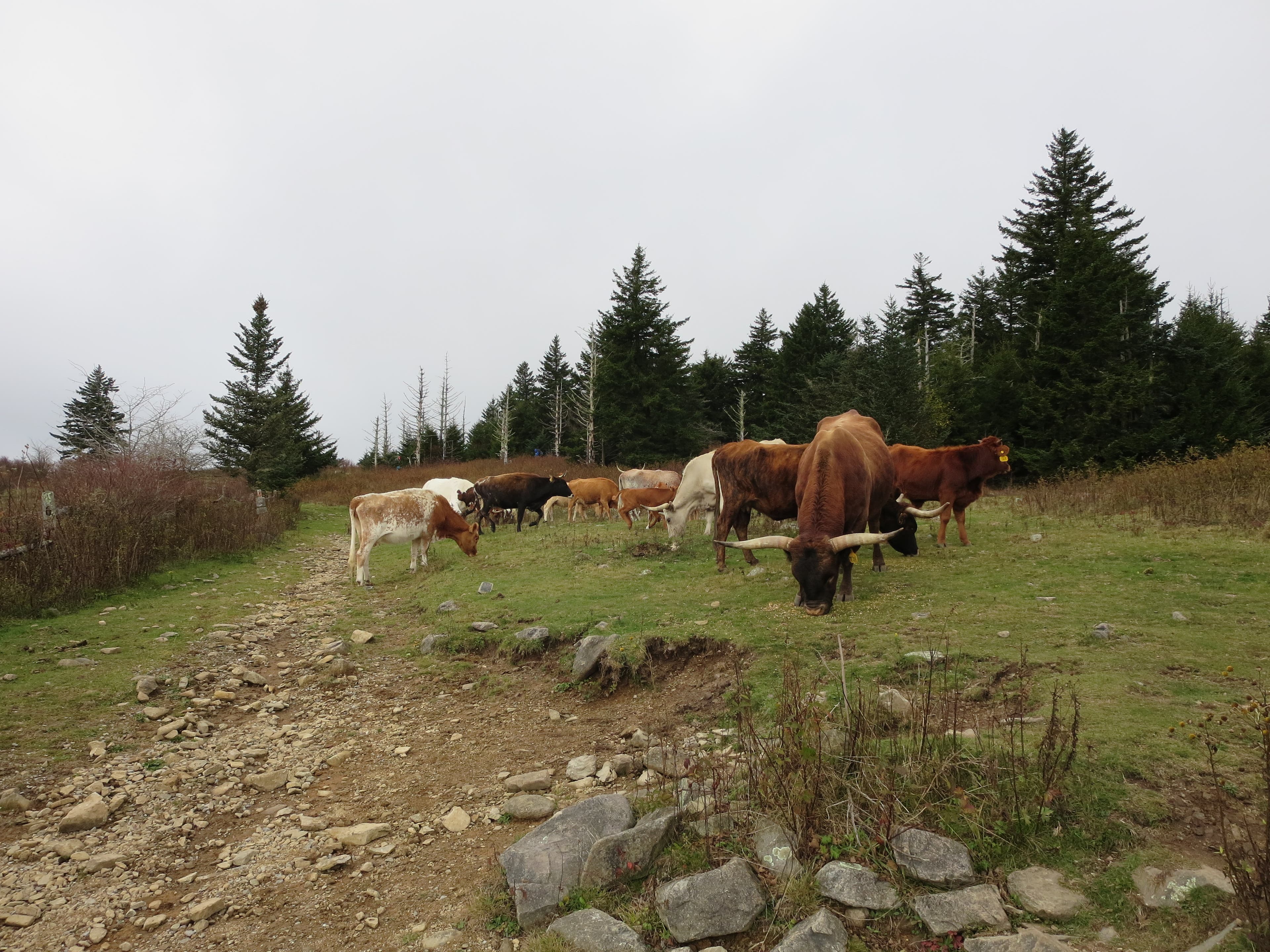 Mount Rogers via Massie Gap [Photo by Matt Mills]