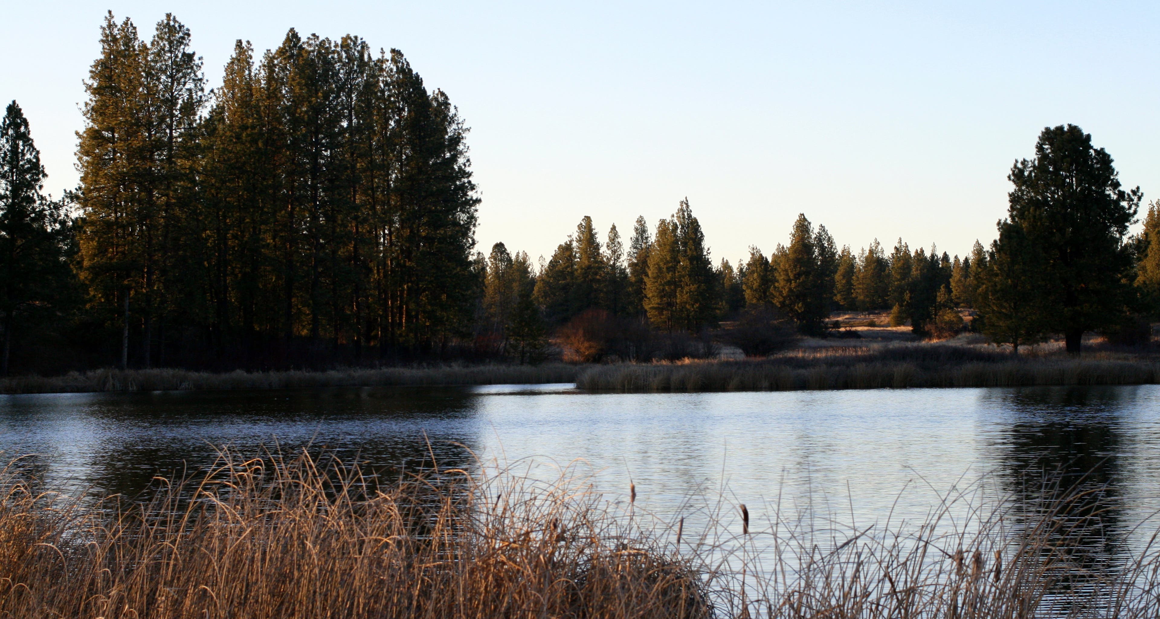 Ponderosas above Pine Lake