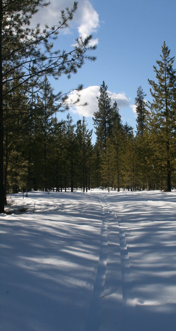 Ski tracks Ski tracks