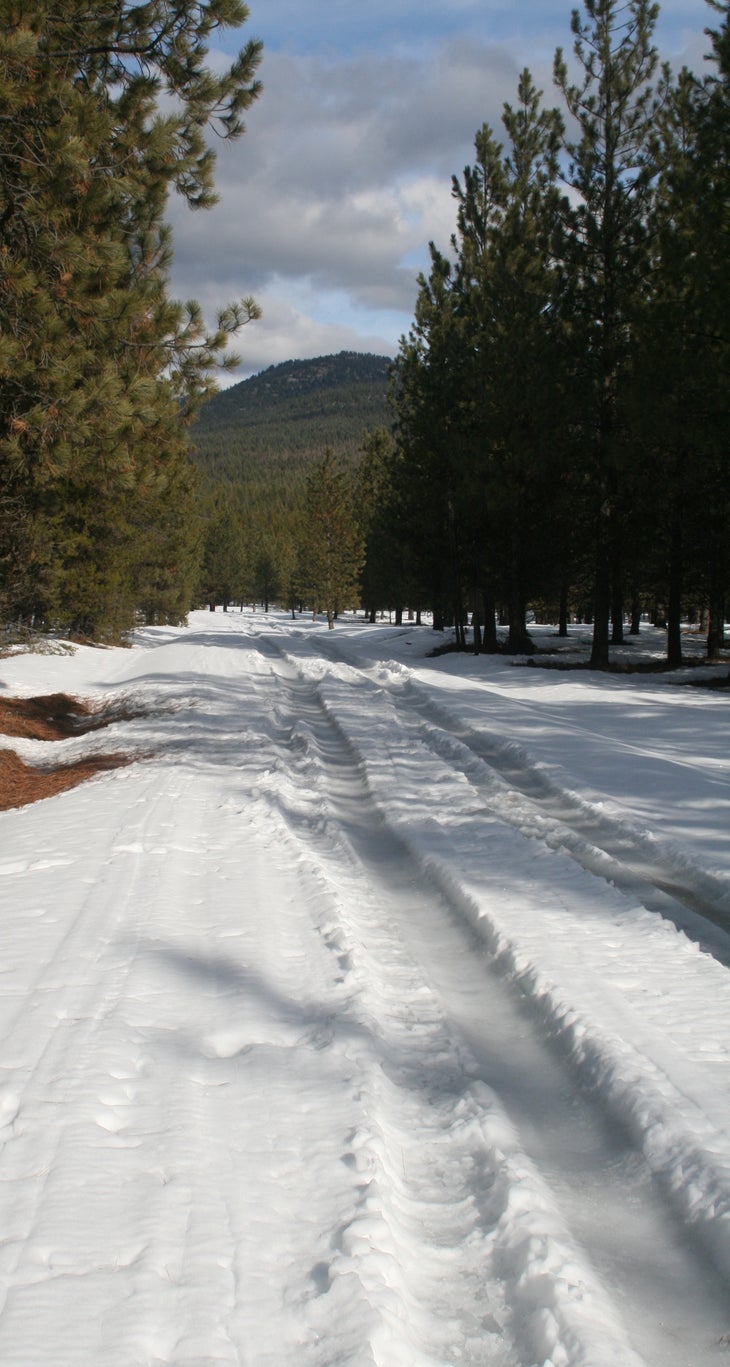 Tire tracks along FS-4905 Tire tracks along FS-4905