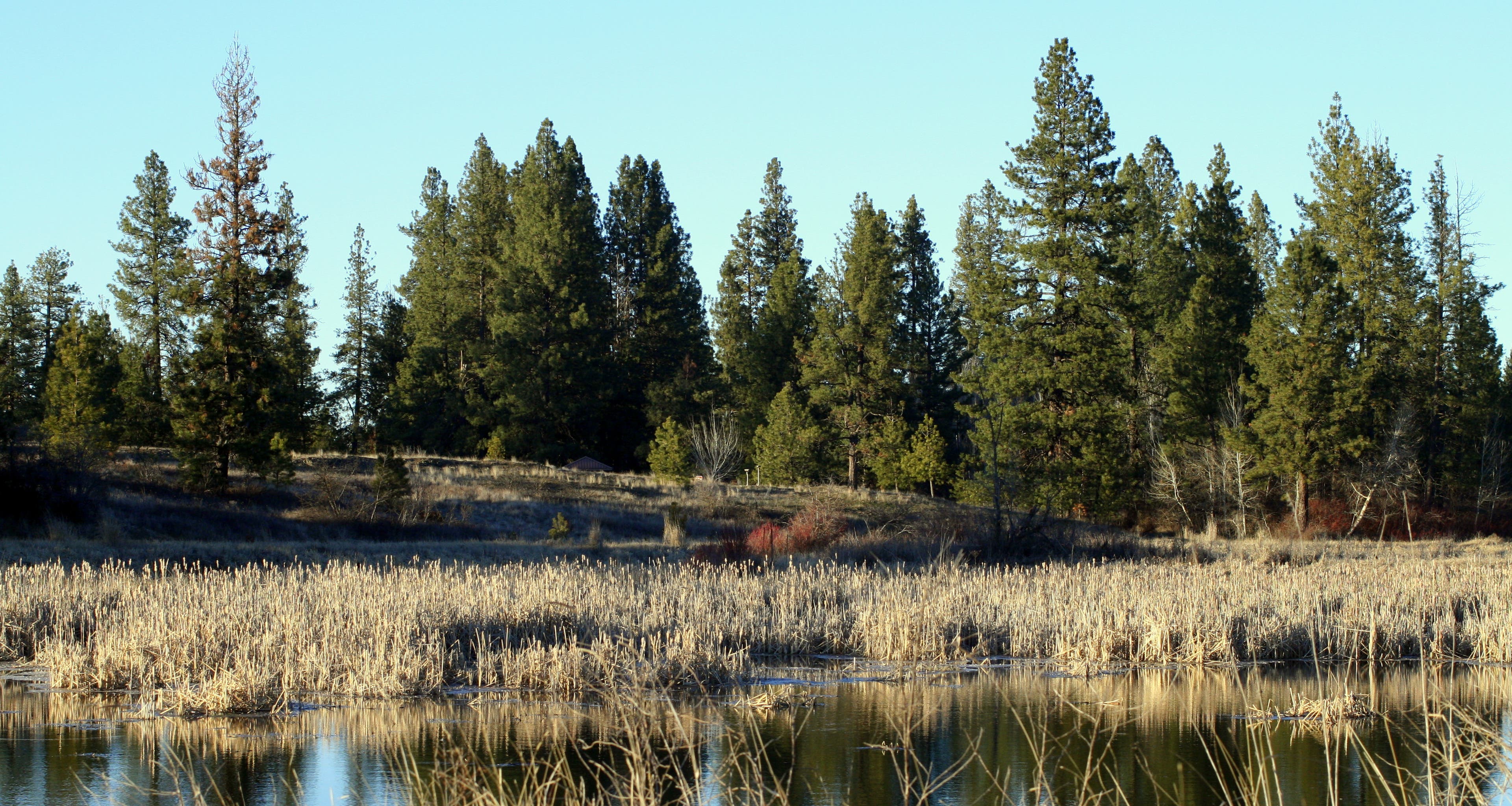 Wetlands amidst ponderosa pine Wetlands amidst ponderosa pine