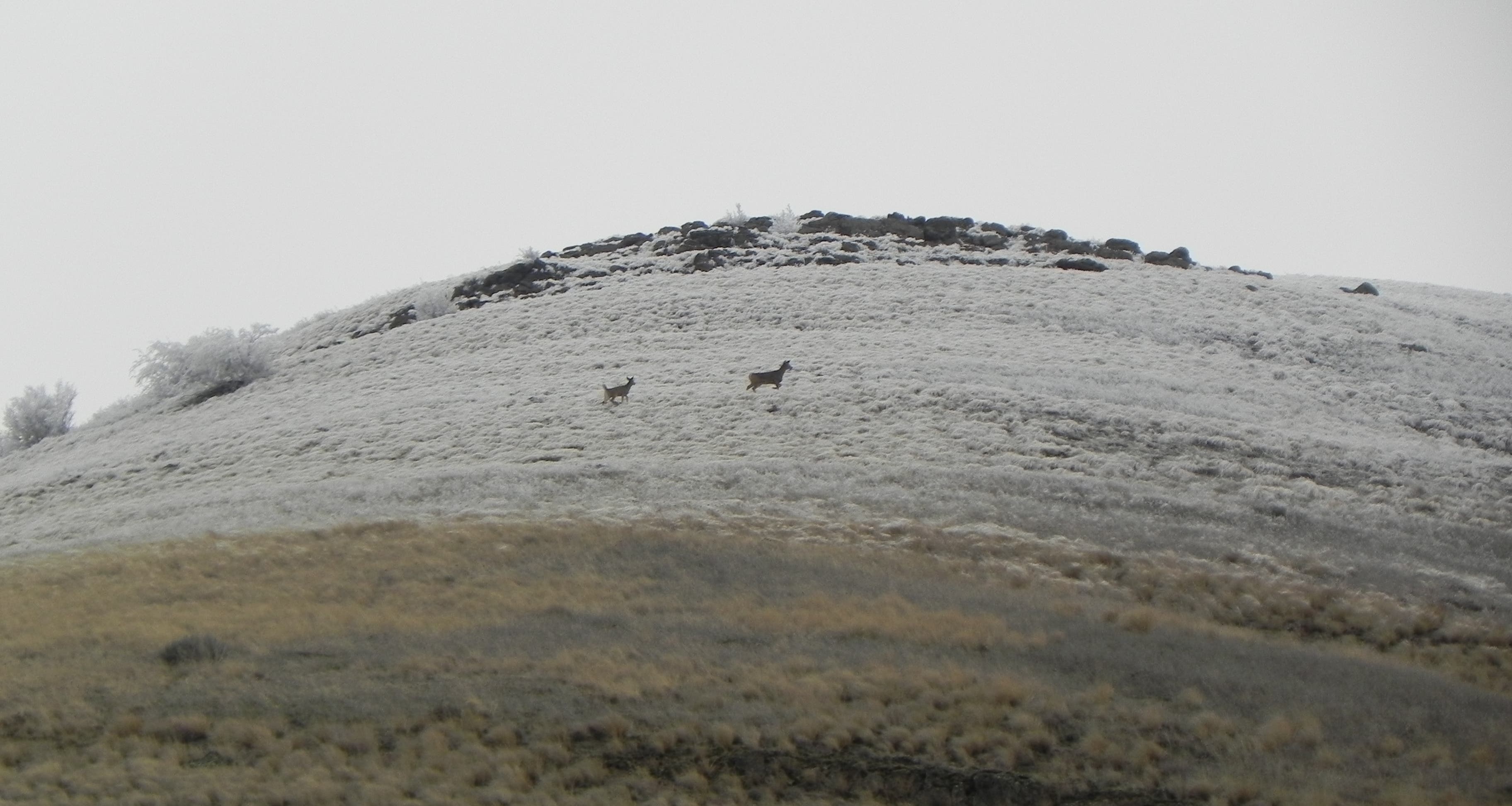 Whitetail Deer Whitetail Deer