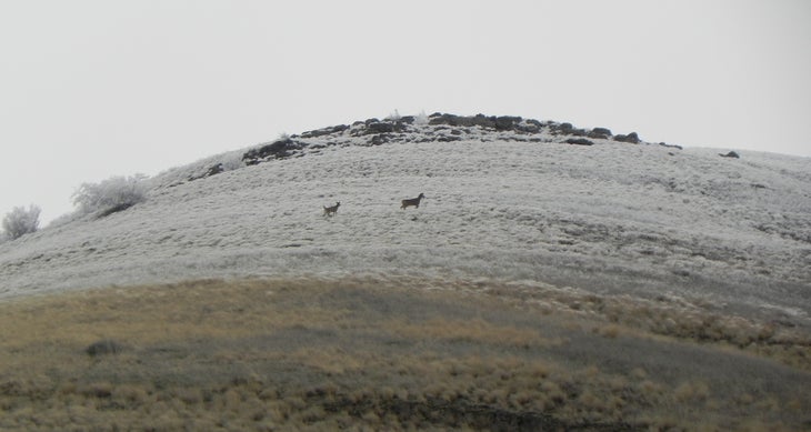 Whitetail Deer Whitetail Deer