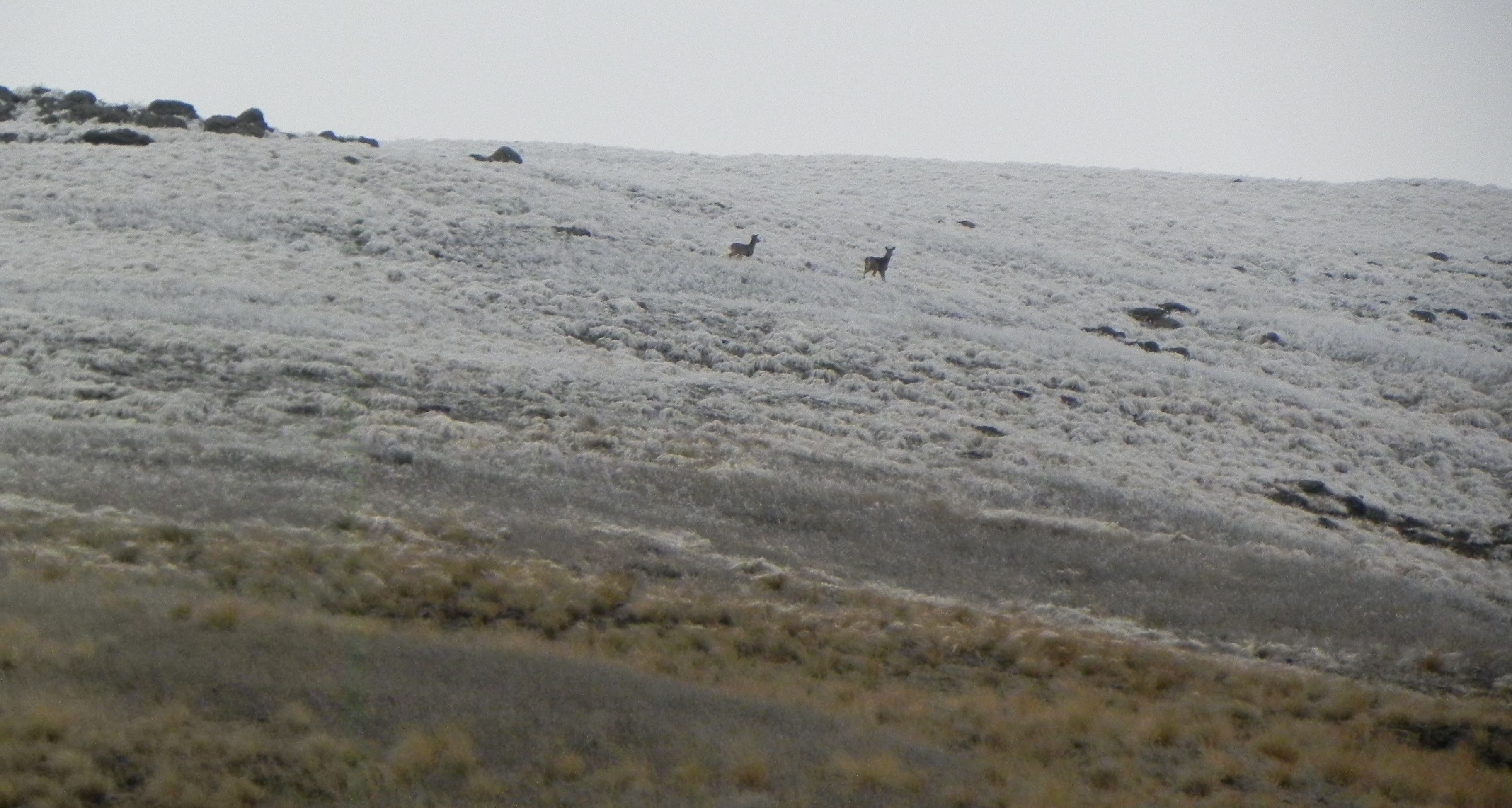 Whitetail Deer Whitetail Deer