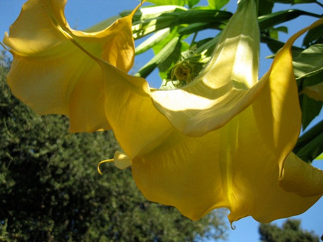 Angel's Trumpet Angels Trumpet