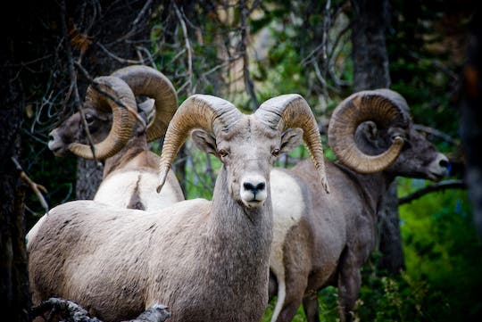 Bighorn Sheep None
