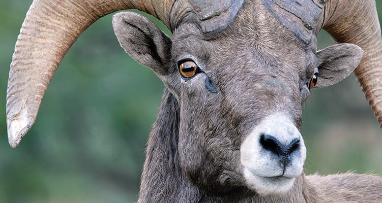 wildlife photography tips