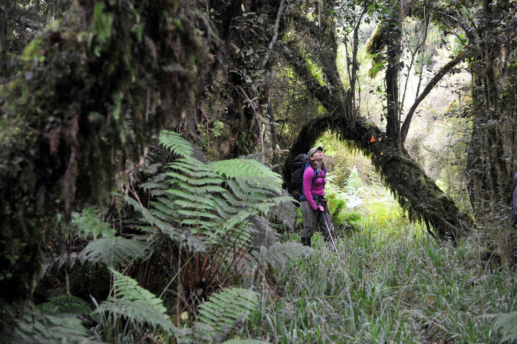 New Zealand - Hage - canopy