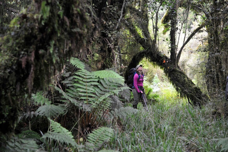 Canopy New Zealand - Hage - canopy