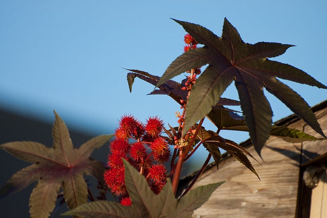 Castor Bean Plant deadly plants - castor bean
