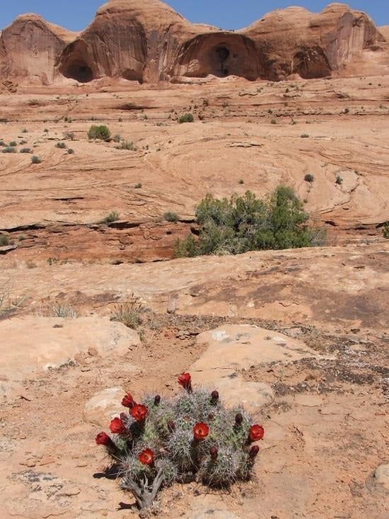 Claret Cup Cactus Claret Cup Cactus