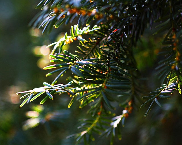 English Yew deadly plants - english yew