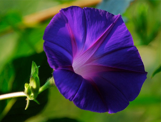 Morning Glory deadly plants - morning glory
