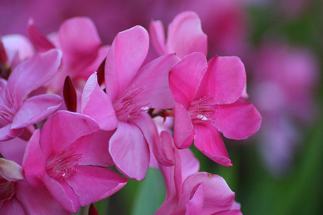 Oleander deadly plants - oleander