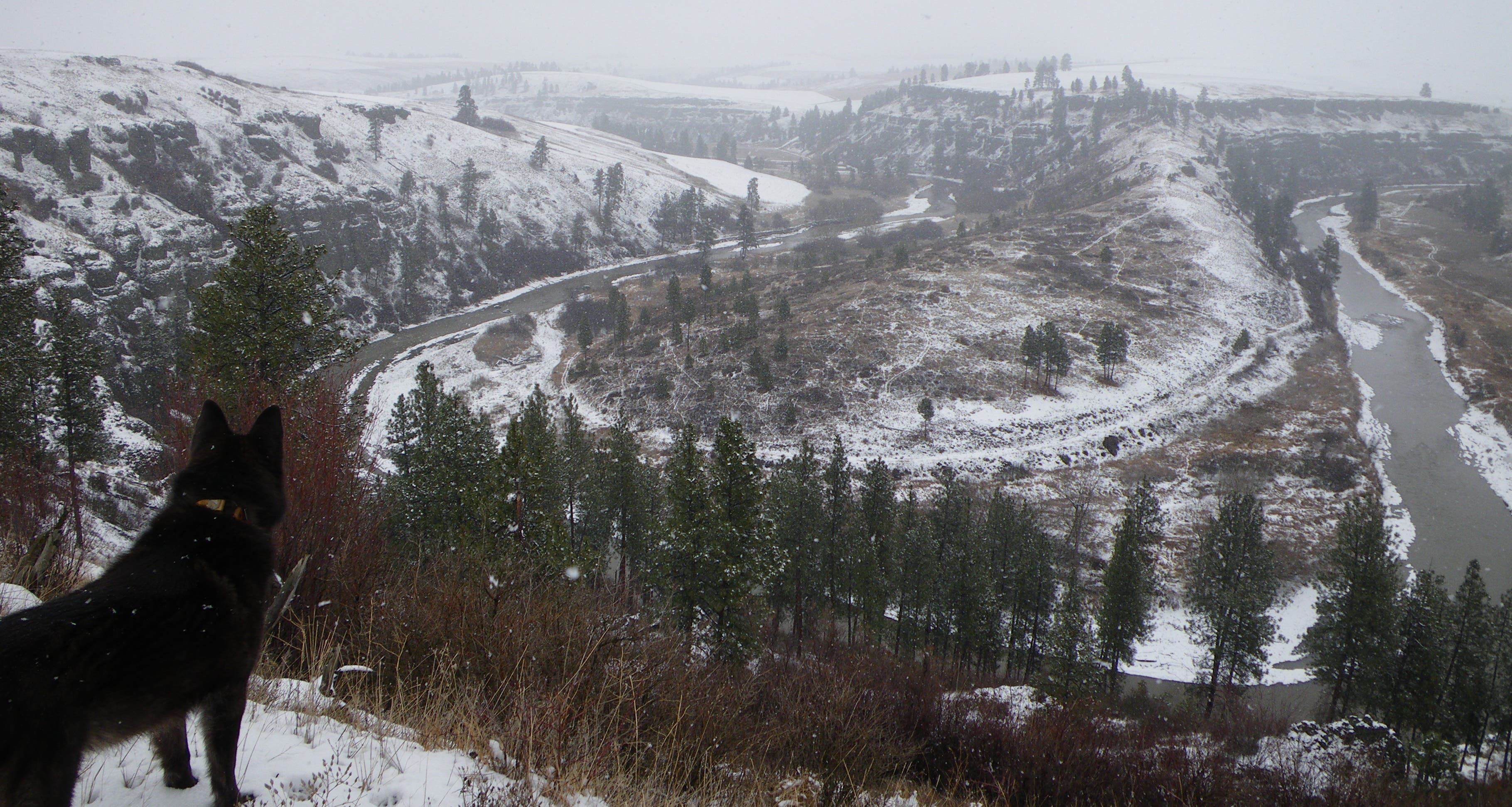 Overlooking a bend in the Palouse River Overlooking a bend in the Palouse River